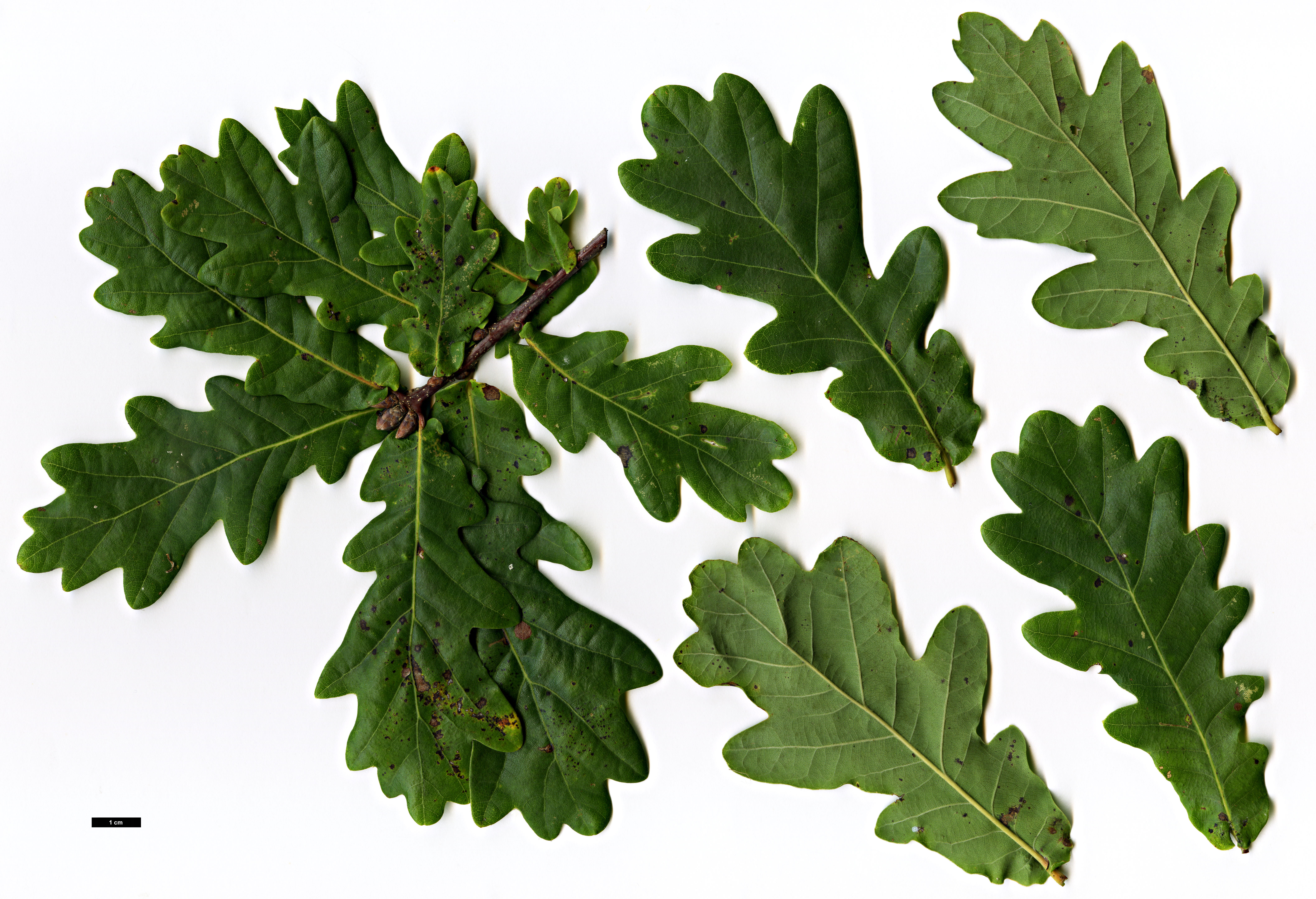 High resolution image: Family: Fagaceae - Genus: Quercus - Taxon: robur - SpeciesSub: Pendula Group 'Alnarp'
